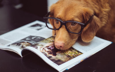 La Tipografia Bonazzi è Pet-Friendly